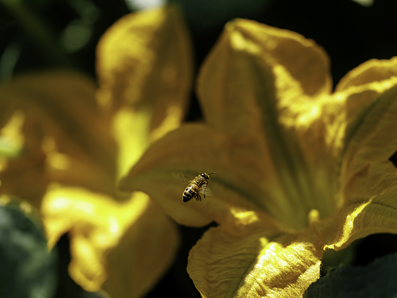 A bee on a yellow flower in a garden.