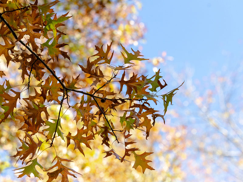 branch-leaves-800x600