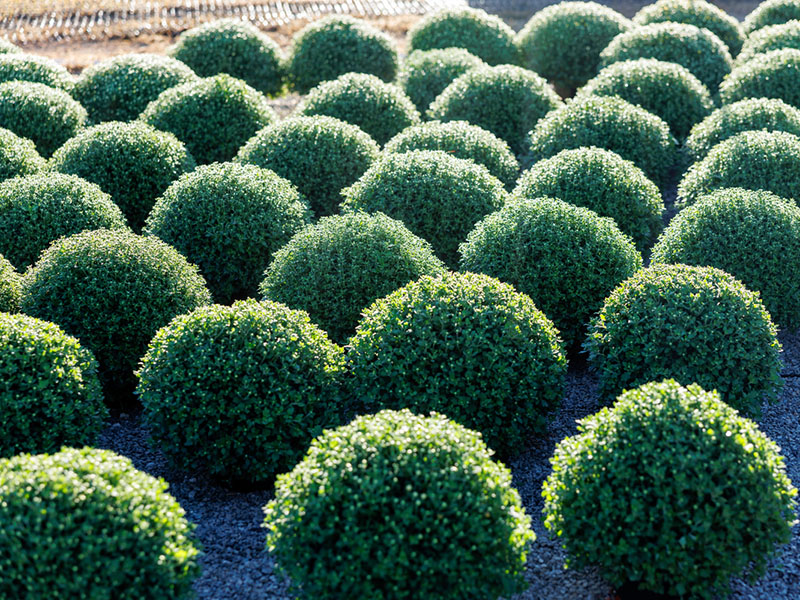 green-bushes-800x600