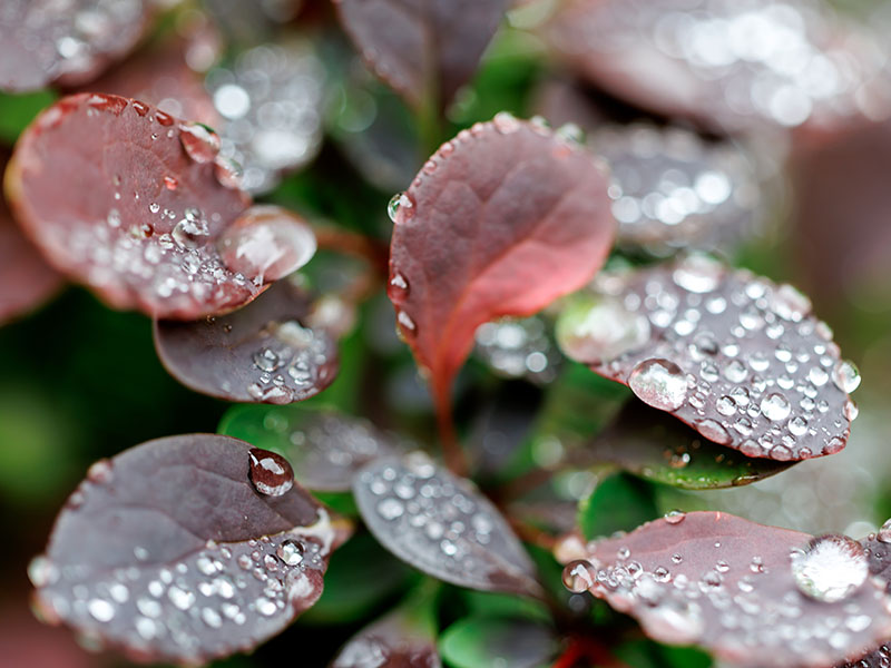 maroon-flower-rain-drops-800x600