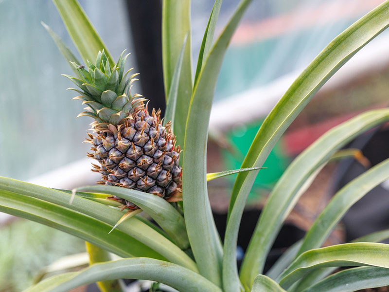 pinapple-800x600