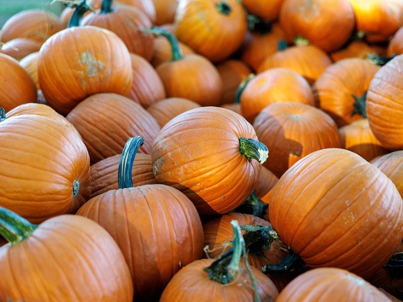 pumpkins-orange-800x600