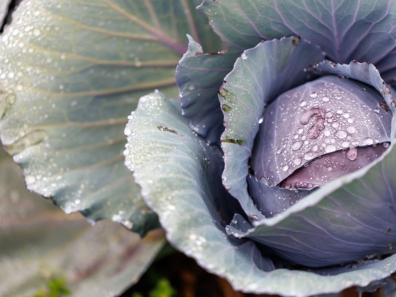 red-cabbage-800x600