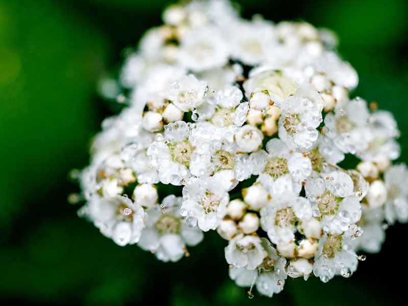 white-flower-rain-drops-800x600