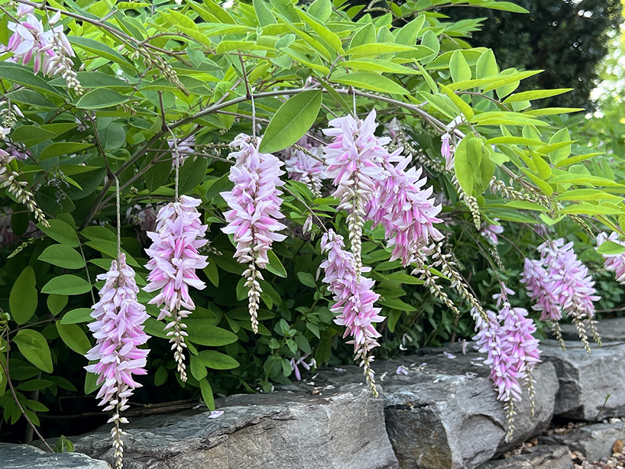 Chinese Indigo, Kirilow's Dwarf Indigo