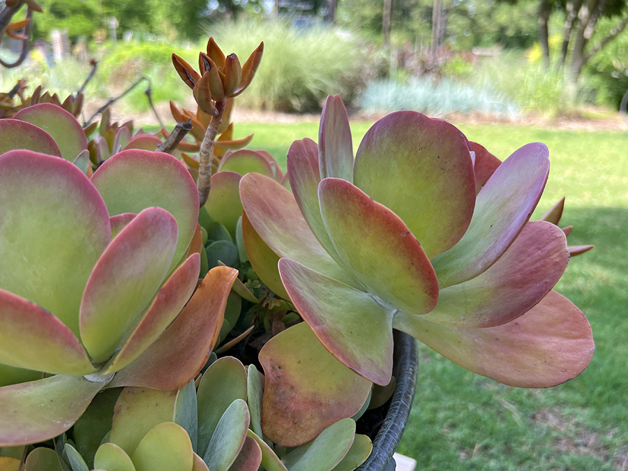 Flapjack succulent