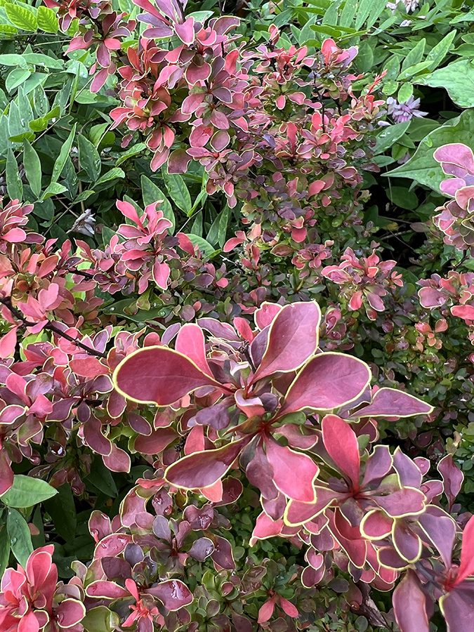 Golden Ruby® Barberry