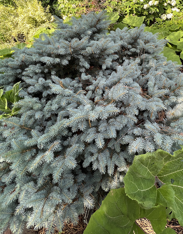 Montgomery Blue Spruce