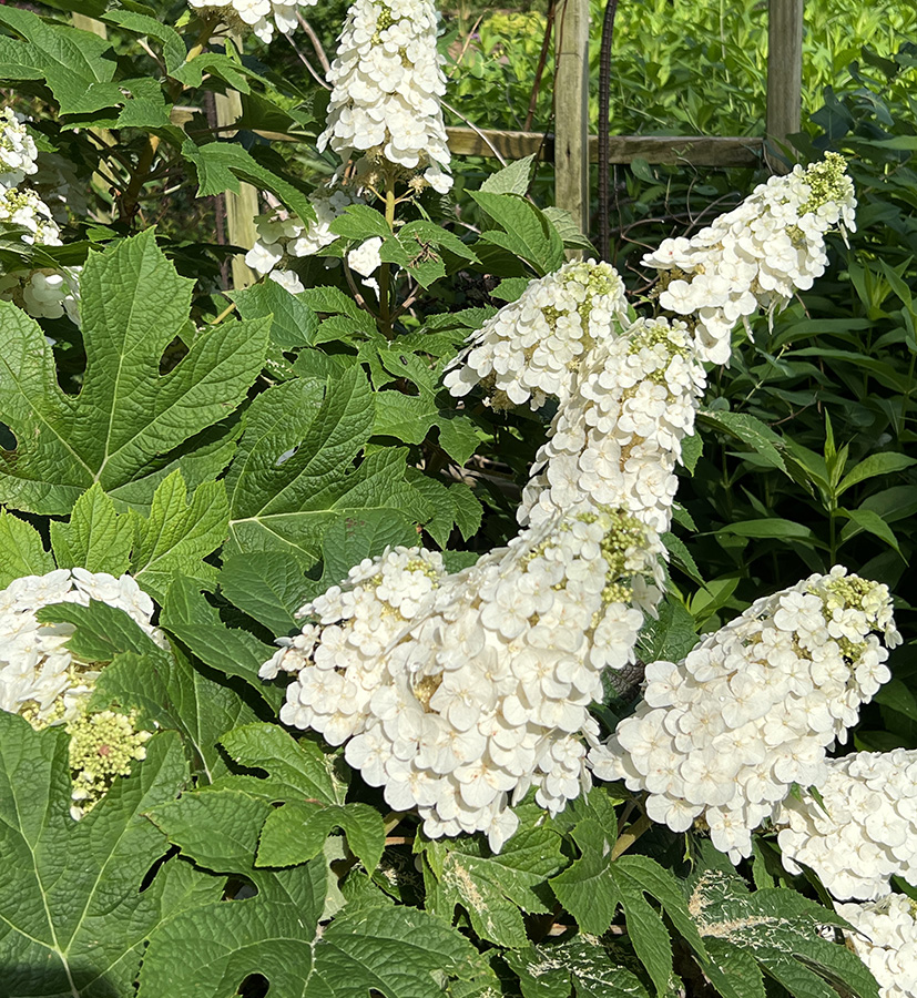 Oakleaf hydrangea