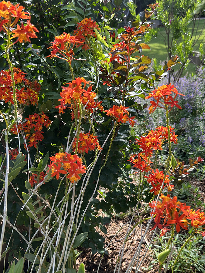 Orange Reed Stemmed Orchid