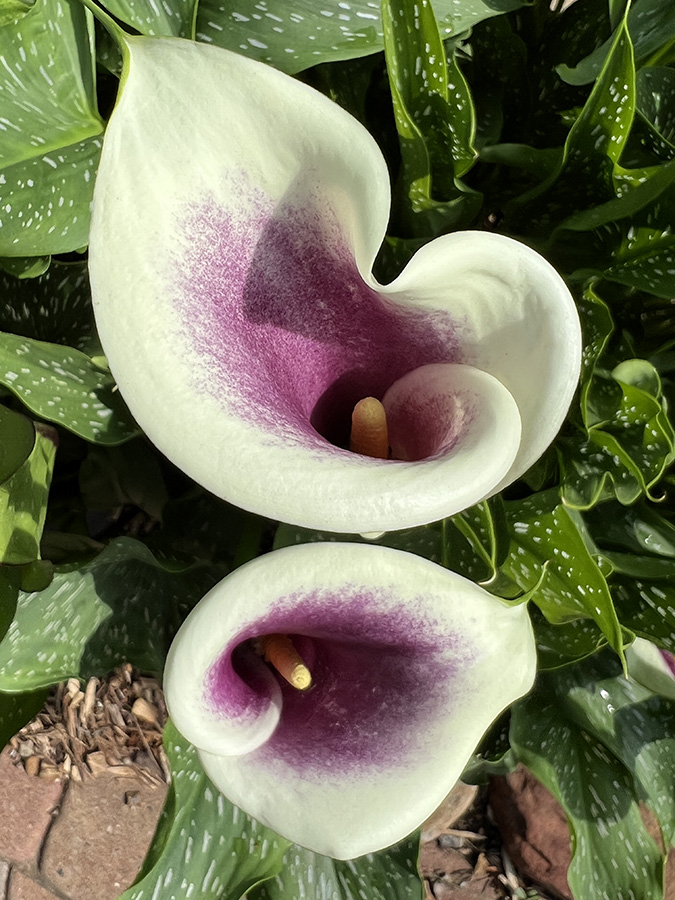 Calla lilies