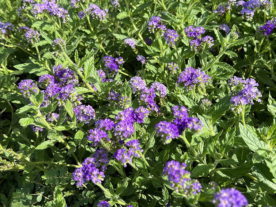 Purple Verbena