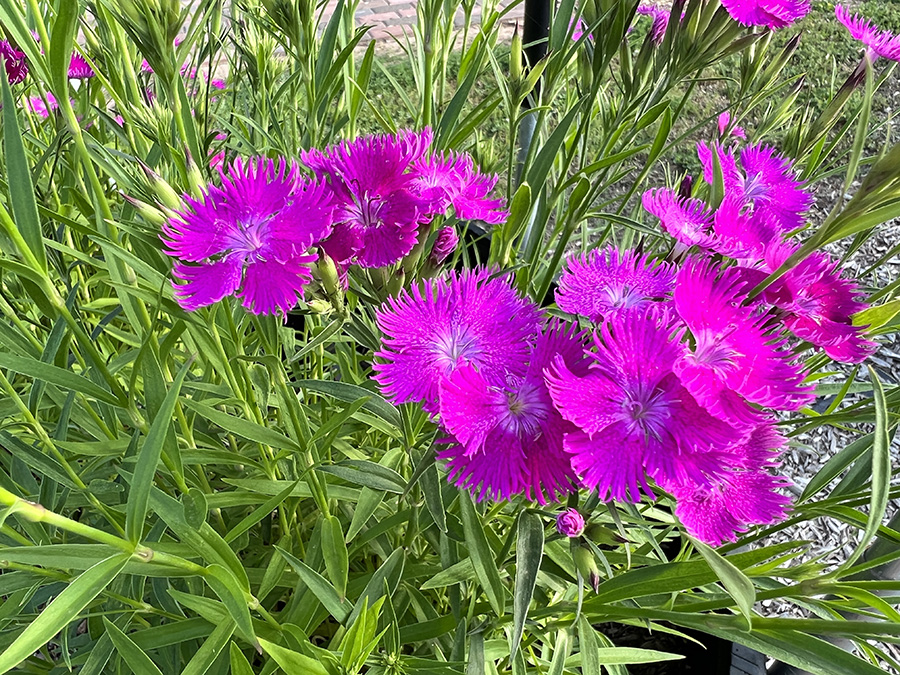 Rockin Purple Dianthus