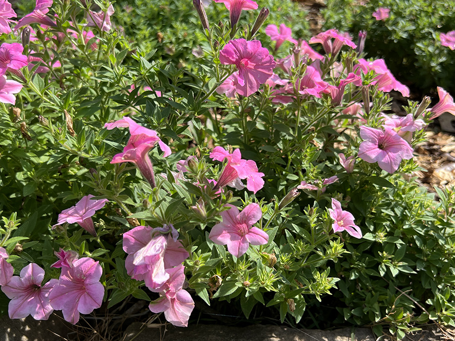 Supertunia® Vista Bubblegum® Petunia